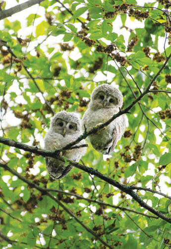 Ezo owl chicks on Hokkaido Island, Japan.