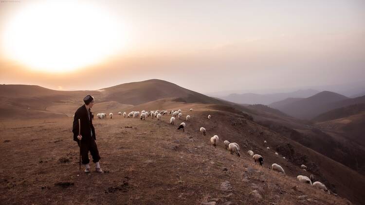 A man standing on top of a hill next to a herd of sheep