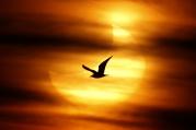 A seagull is silhouetted against the sun at dawn during a partial solar eclipse on Guadalmar Beach in Malaga, Spain, Jan. 4. The partial eclipse was visible near sunrise over most of Europe and northeastern Asia. (CNS photo/Jon Nazca, Reuters) (Jan. 5, 2 011)