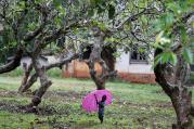A boy walks with an umbrella during a shower in Bambari, Central African Republic, Oct. 17. Faith leaders there hope Pope Francis' November visit will help with the peace process. (CNS photo/Goran Tomasevic, Reuters)