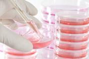 A scientist places liquid in a petri dish at the John Paul II Medical Research Institute in Iowa City, Iowa, in this undated photo. (CNS photo/courtesy John Paul II Medical Research Institute)