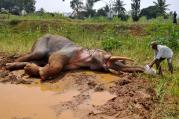A forest guard in Bengaluru, India, provides water to an injured elephant Oct. 25. Forest officials report the elephant broke its leg in August while being chased by villagers. (CNS photo/Abhishek N. Chinnappa, Reuters)