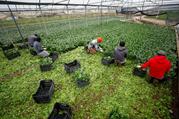 Indian farmworkers collect vegetables that the company hopes to sell in the market in Sant'Angelo Romano, Italy, in this April 22, 2020, photo. (CNS photo/Guglielmo Mangiapane, Reuters)
