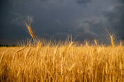 wheat field with dark cloudy sky behind it