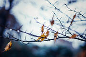 branch of tree in late fall early winter with a few leaves