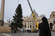 a nun stands facing away from the camera, a crane is hoisting a large christmas tree in front of the vatican