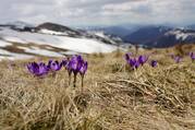 Purple petaled flowers poke out of dead grass at the beginning of spring