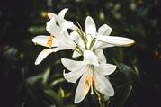 a white easter lily with a dark green background