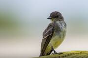 an eastern kingbird sits on a branch. it is small, gray and white colored