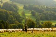 A shepard stands in front of a field of sheep, with trees in the background. 