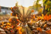 Photo of chalice with wine grapes bathed in sunlight