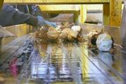 Lily bulbs on conveyor. 