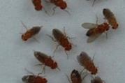 Newt Gingrich is calling for more government spending on medical research, but will he stick up for heroic fruit flies?