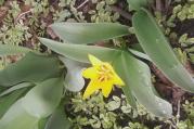 Spring Flower