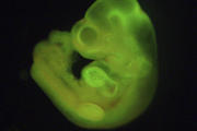 Handout image shows a mouse embryo formed with Stimulus-Triggered Acquisition of Pluripotency (STAP) cells. (CNS photo/Haruko Obokata, RIKEN Center for Developmental Biology handout via Reuters)