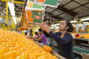 Oranges are sorted and packed by a worker in late February at the IMG Citrus packinghouse in Vero Beach, Fla. Labor Day, honoring U.S. workers, is observed Sept. 7 this year. (CNS photo/Jim West)