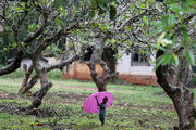 A boy walks with an umbrella during a shower in Bambari, Central African Republic, Oct. 17. Faith leaders there hope Pope Francis' November visit will help with the peace process. (CNS photo/Goran Tomasevic, Reuters)