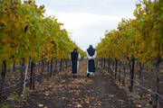 Monks from the Abbey of Our Lady of New Clairvaux walk the vineyards on the abbey’s property