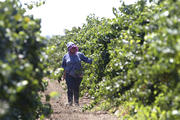 A farm worker trims grape vines in a vineyard in Clarksburg, Calif. In a unanimous ruling Monday, Nov. 27, 2017, the high court in California upheld a law that aims to get labor contracts for farmworkers whose unions and employers do not agree on wages and other working conditions. (AP Photo/Rich Pedroncelli, File)