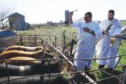 BLESSING BEASTS. Deacon Eric Bertrand and Deacon Tom Hunkele bless hogs in Iowa on April 10.