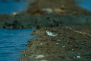 The spoon-billed sandpiper, seen here in Thailand, is among the world’s most endangered birds. (iStock/sirichai_raksue)