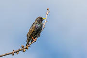 bird on branch