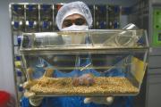 ￼A MOUSE’S LIFE. A pharmacologist checks the reaction on a hairless mouse after applying drugs for anti- tumor cancer at Natco Research Center in the Indian city of Hyderabad.