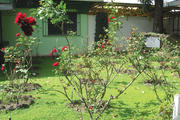 HOPE BLOOMS. Obdulio Ramos, the husband of Elba, planted roses on the lawn where the Jesuits were assassinated, along P with Elba and her daughter, at the University of Central America, San Salvador.