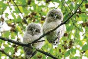 Ezo owl chicks on Hokkaido Island, Japan.