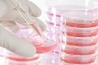 A scientist places liquid in a petri dish at the John Paul II Medical Research Institute in Iowa City, Iowa, in this undated photo. (CNS photo/courtesy John Paul II Medical Research Institute)