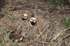 Human skulls suspected to belong to victims of a recent fight between the Congolese army and Kamuina Nsapu militia are seen on March 12 on the roadside near Kananga, Congo. (CNS photo/Aaron Ross, Reuters)