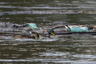 Ducks swim past plastic bottles and other debris floating on the Tiber River in Rome July 28, 2019. In his 2015 encyclical, "Laudato Si', on Care for Our Common Home," Pope Francis said that "the earth, our home, is beginning to look more and more like an immense pile of filth." (CNS photo/Paul Haring)