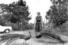Flannery O’Connor and her peacocks (photo: Joe McTyre)