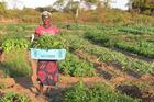 A Zambian woman poses for a photo holding produce cultivated on the Jesuit-run Kasisi Agricultural Training Centre. The center promotes organic, ecologically sustainable, no-till farming for small-scale farmers. (CNS photo courtesy Canadian Jesuits International)