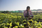 Social entrepreneurship programs, including those that promote sustainable agriculture, can benefit from the principles of the Spiritual Exercises. (iStock)