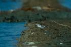 The spoon-billed sandpiper, seen here in Thailand, is among the world’s most endangered birds. (iStock/sirichai_raksue)