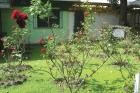 HOPE BLOOMS. Obdulio Ramos, the husband of Elba, planted roses on the lawn where the Jesuits were assassinated, along P with Elba and her daughter, at the University of Central America, San Salvador.