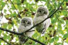 Ezo owl chicks on Hokkaido Island, Japan.